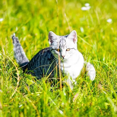 Koeck-chalet * Kleinsolk