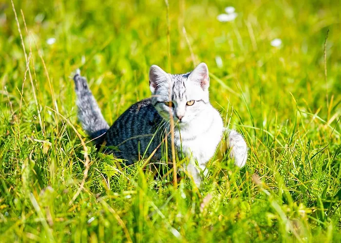 Koeck-chalet * Kleinsolk