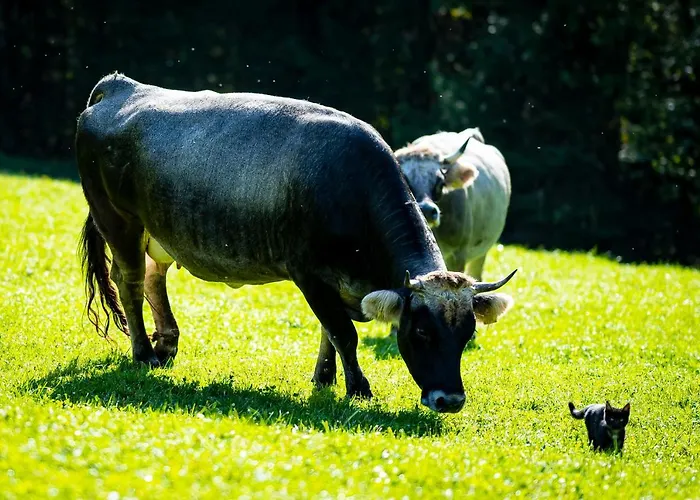 Koeck-chalet Chalet Kleinsolk