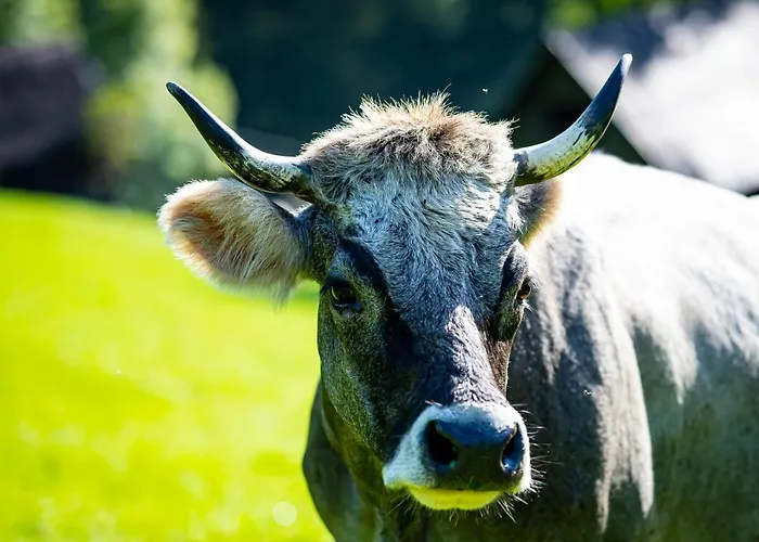 Koeck-chalet Chalet Kleinsolk