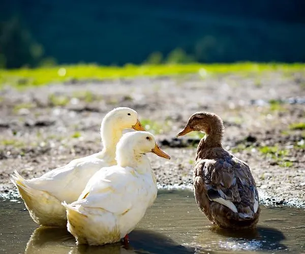 Chalet Koeck-chalet Kleinsolk